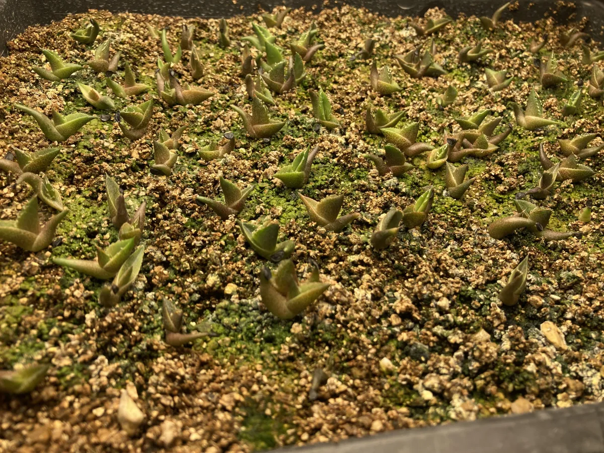 Agave oteroi (アガベ オテロイ)