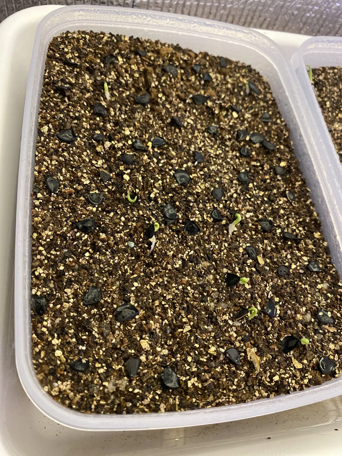 Agave macroacantha (アガベ マクロアカンサ 八荒殿)