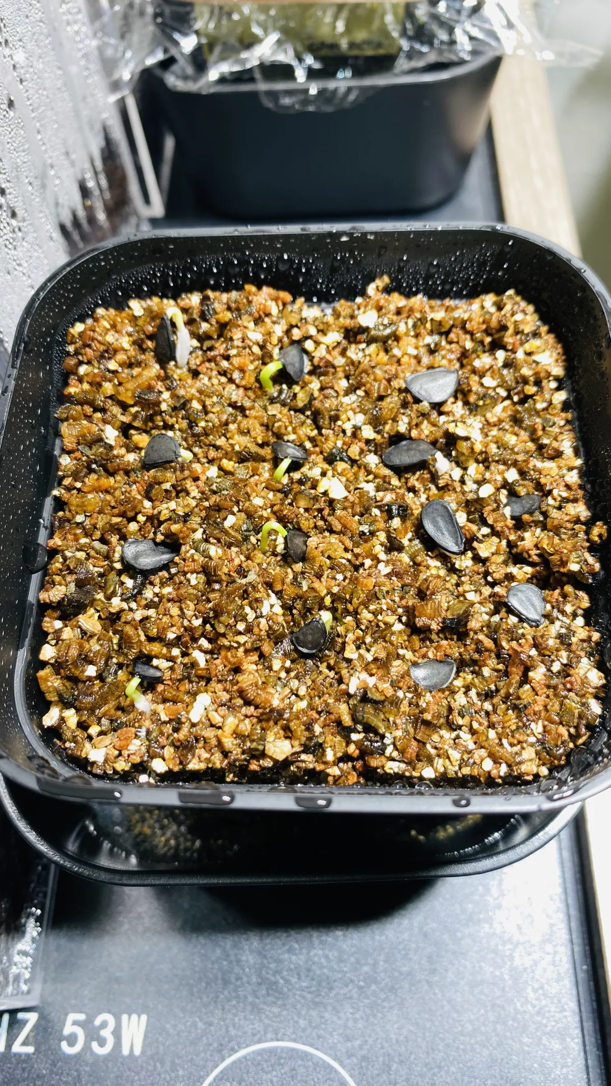 Agave colorata Mescal Ceniza (アガベ コロラータ)