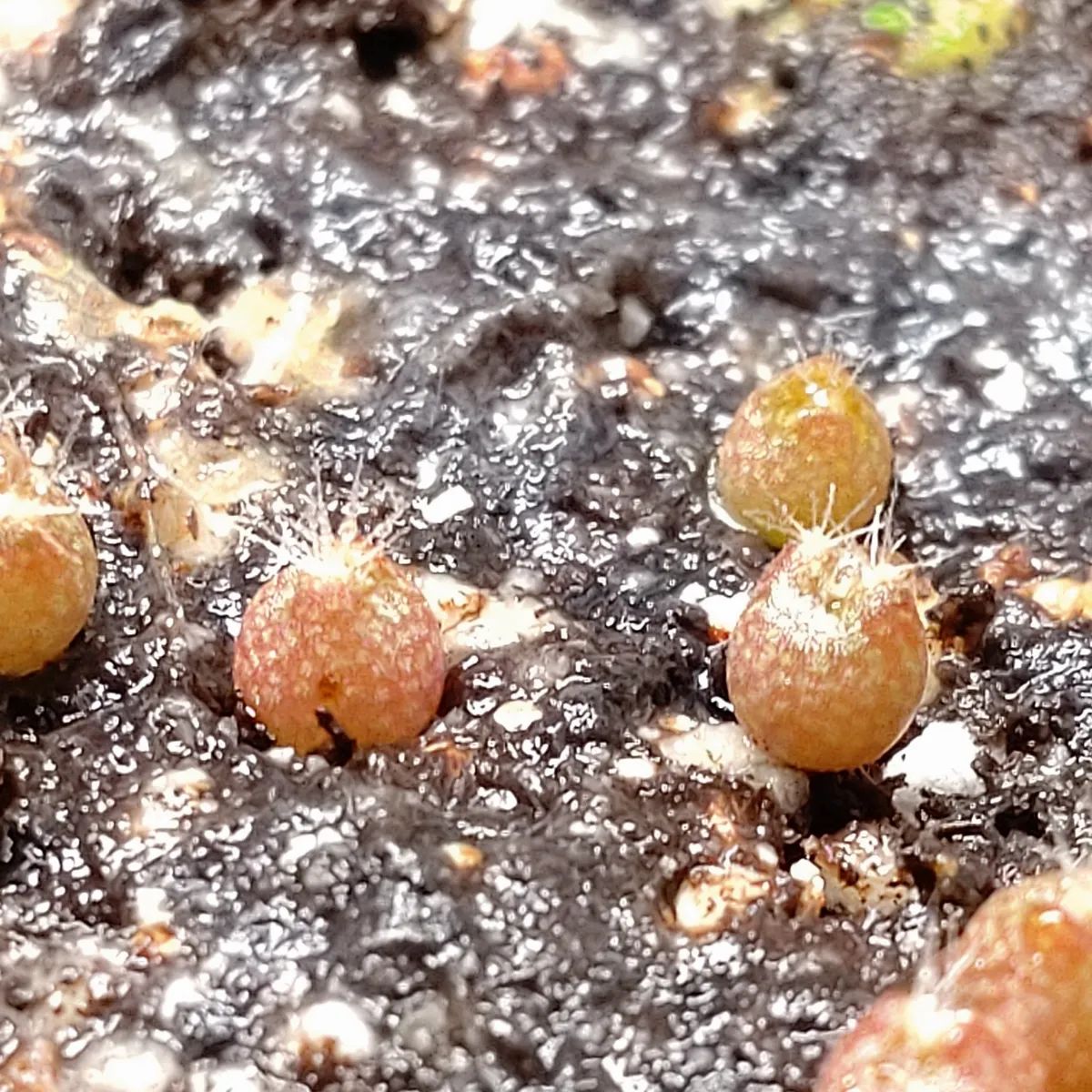 Melocactus bahiensis (メロカクタス バヒエンシス)