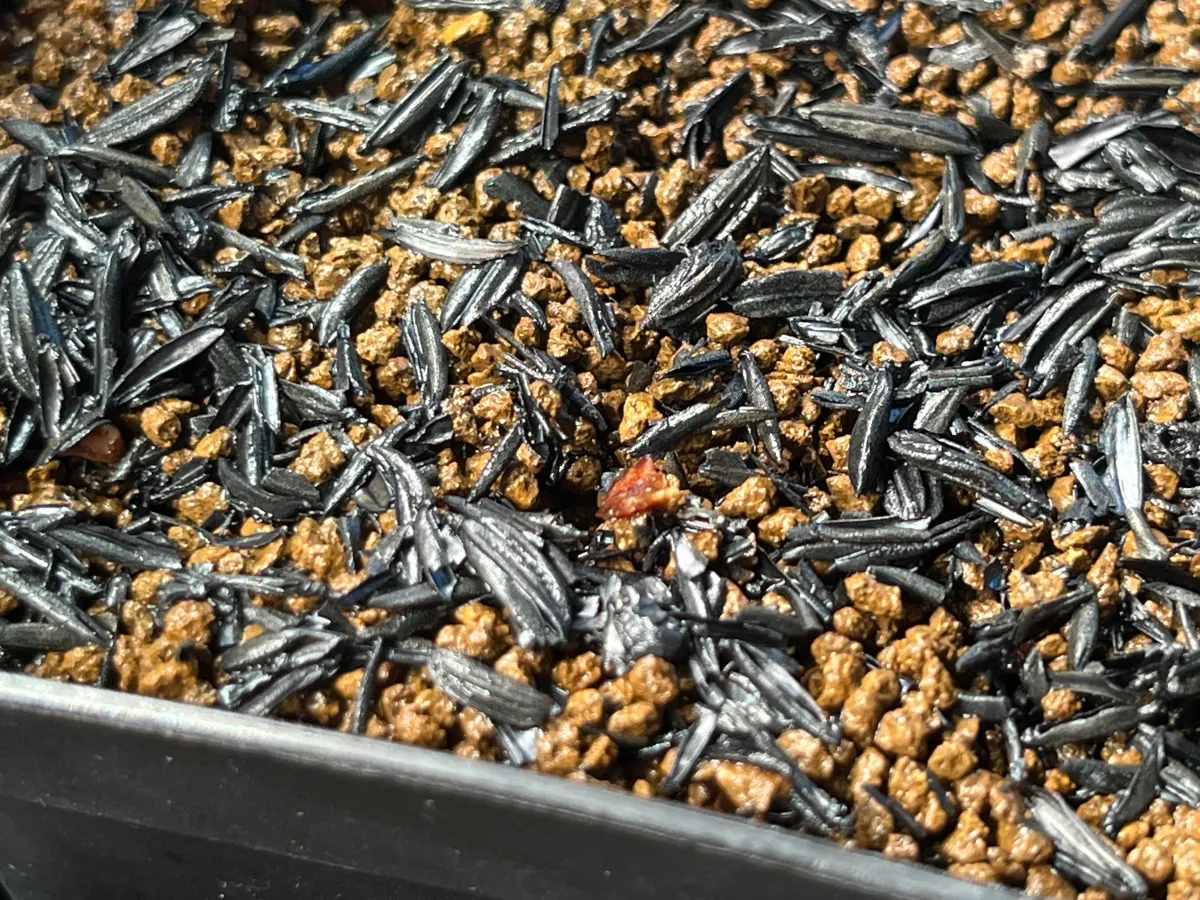 Boswellia sacra (ボスウェリア サクラ)