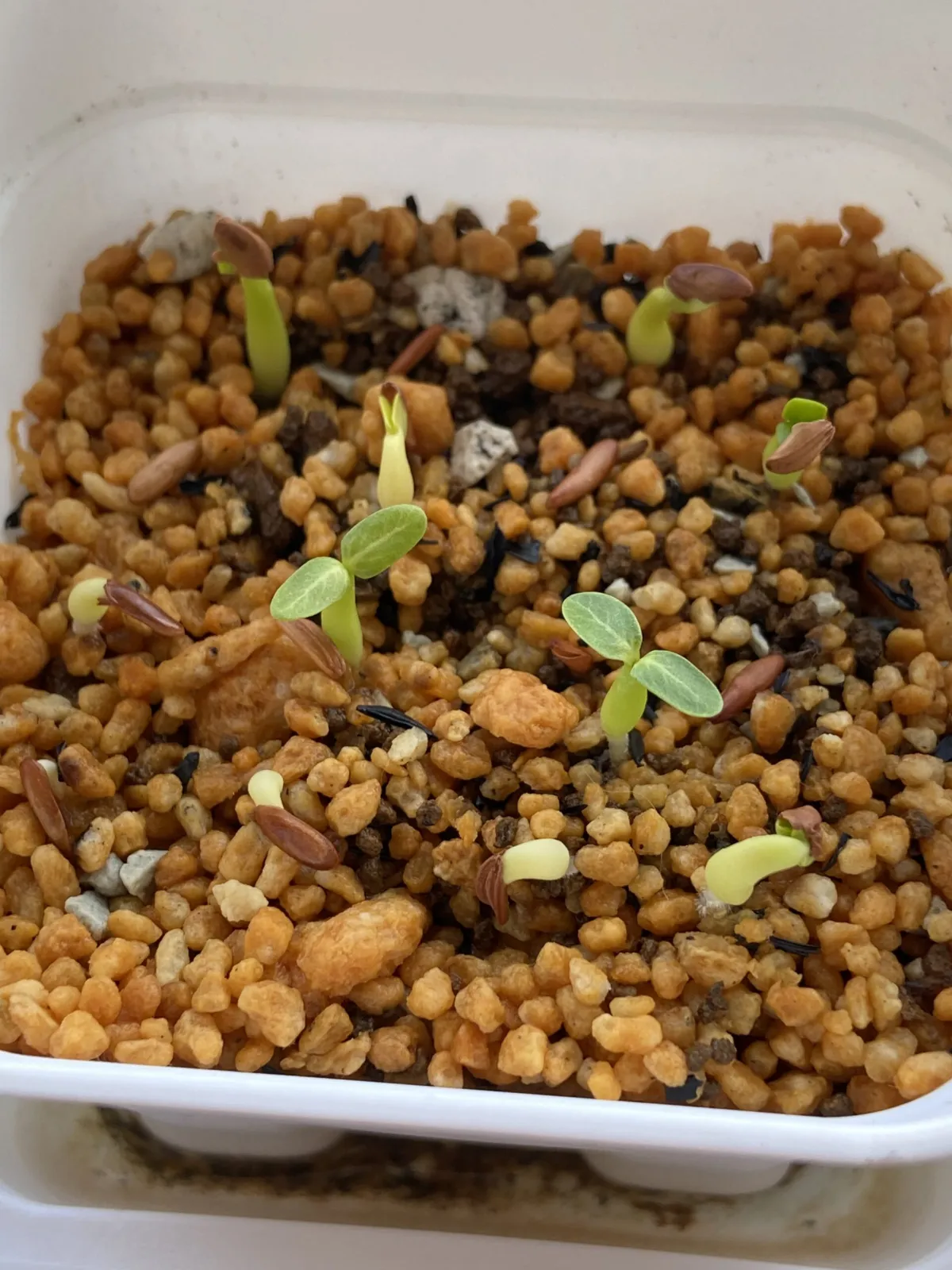 Pachypodium rosulatum var. gracilius (パキポディウム グラキリス)