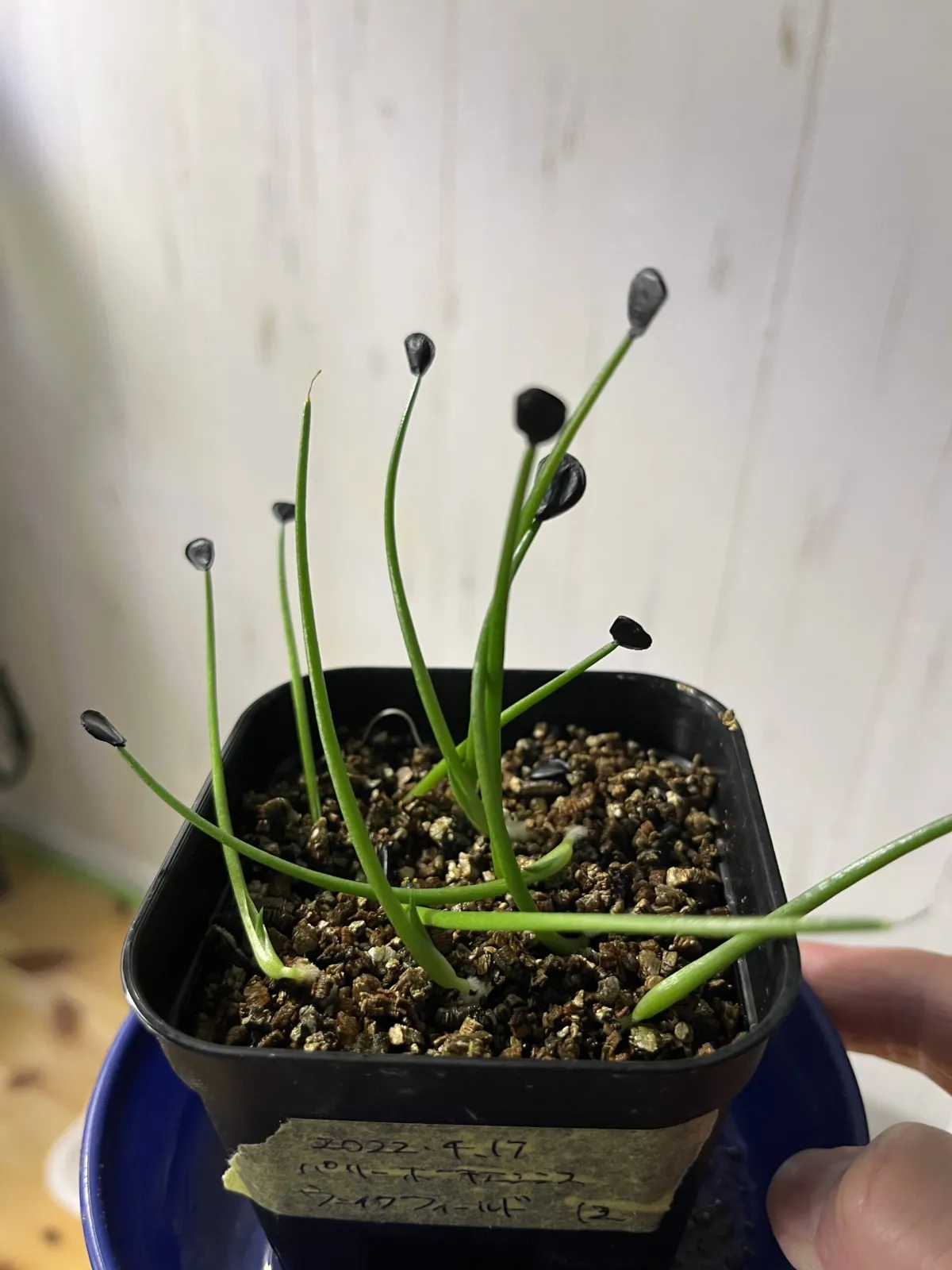 Agave parryi var. huachucensis 'Wakefield' (アガベ パリー ウェイクフィールド)