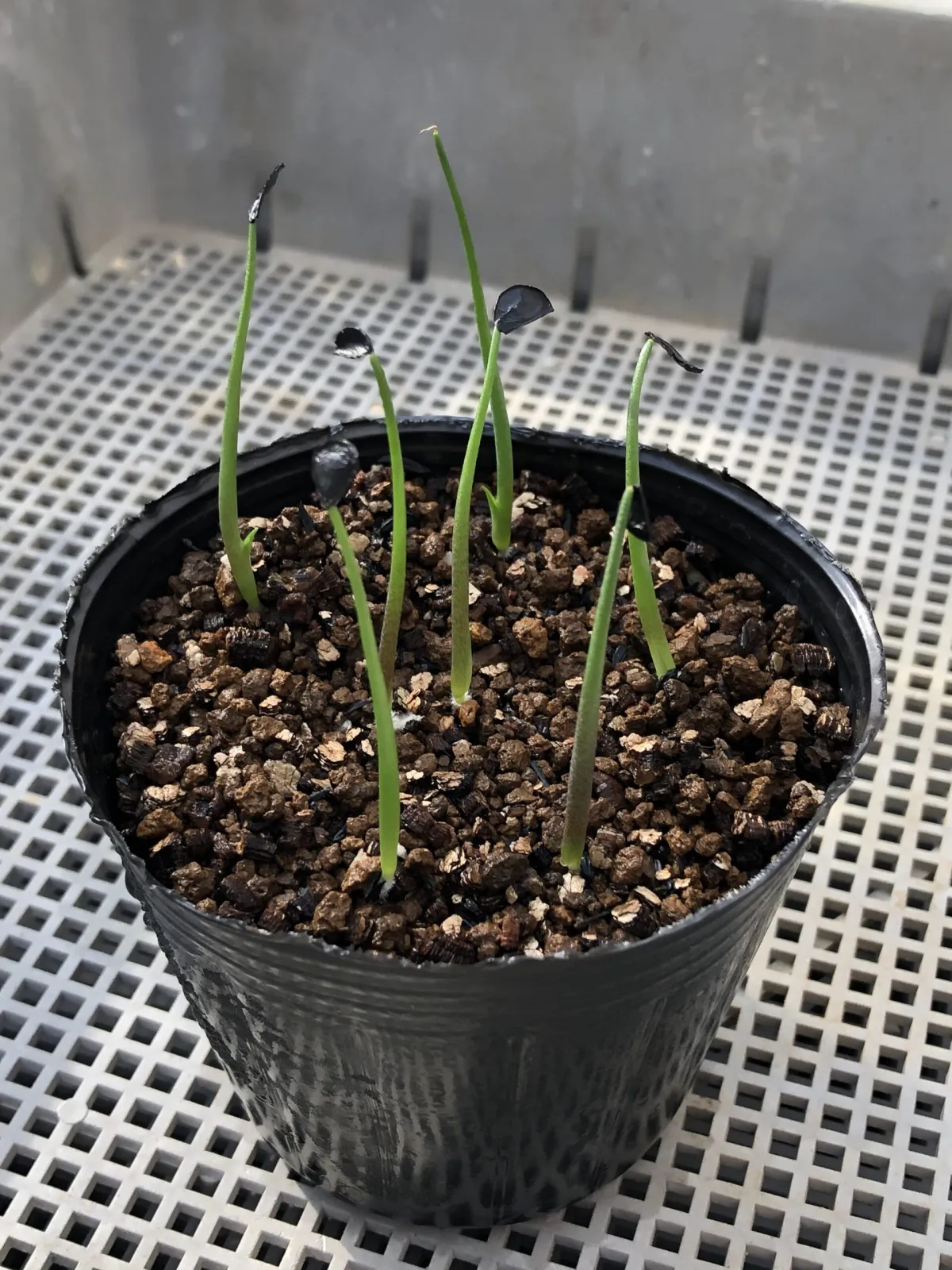 Agave seemanniana (アガベ ピグマエア)