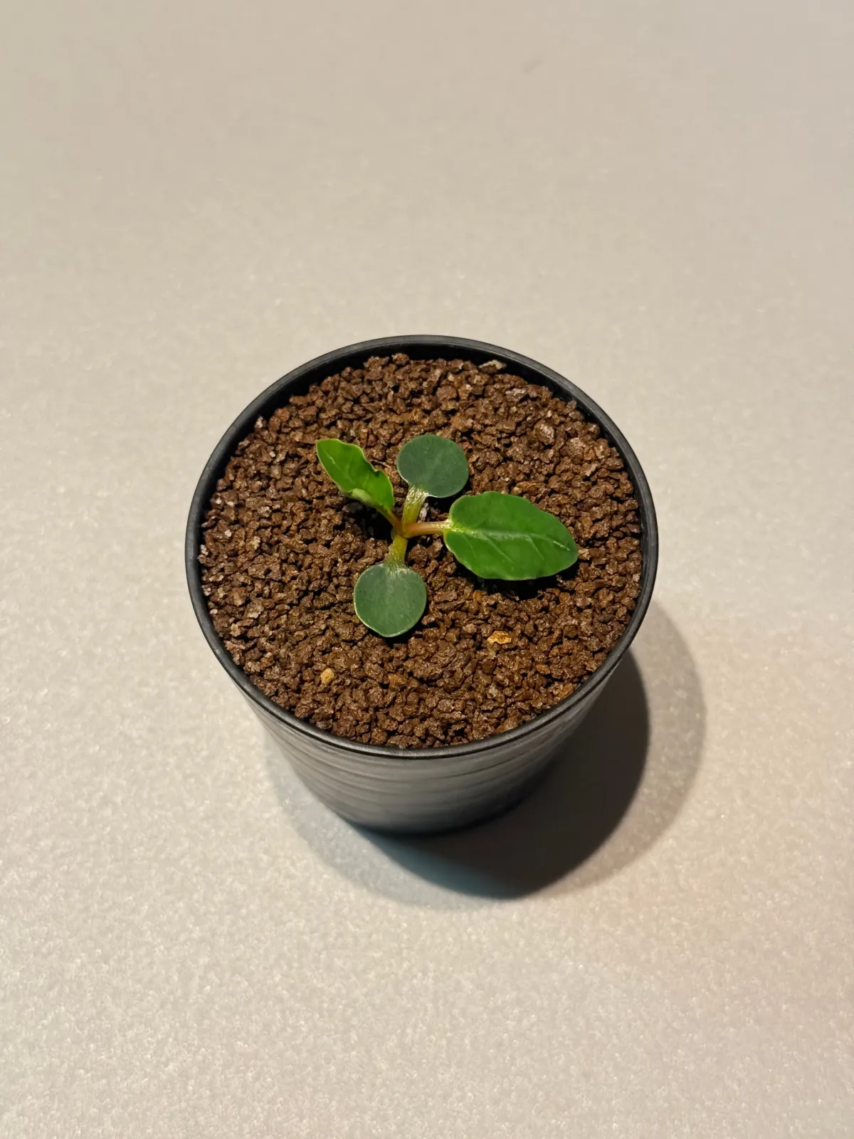 Euphorbia guillauminiana (ユーフォルビア ギラウミニアナ)