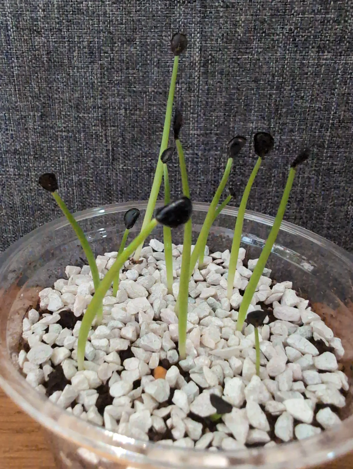 Agave parryi subsp. neomexicana (アガベ ネオメキシカーナ)