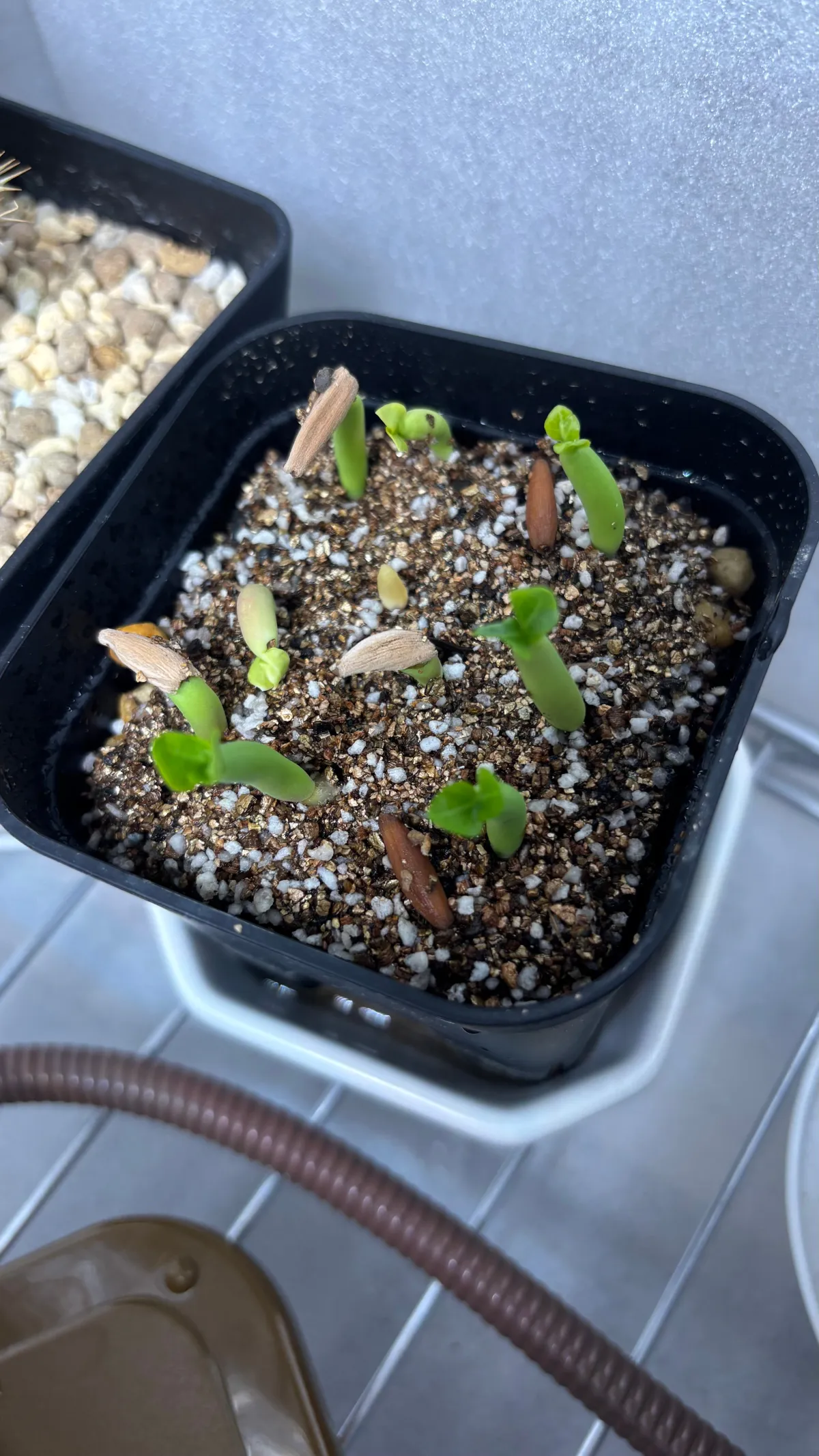 Adenium arabicum (アデニウム アラビカム)