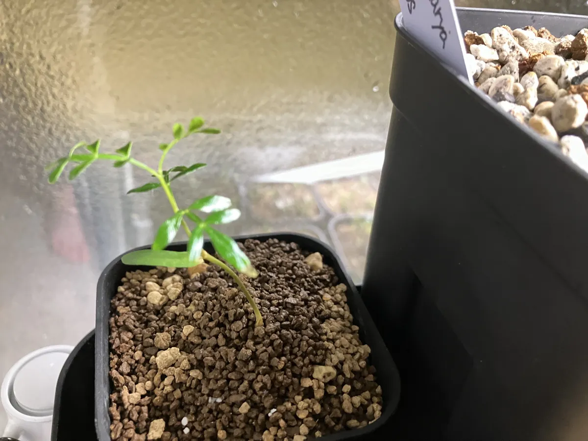 Operculicarya pachypus (オペルクリカリア パキプス)