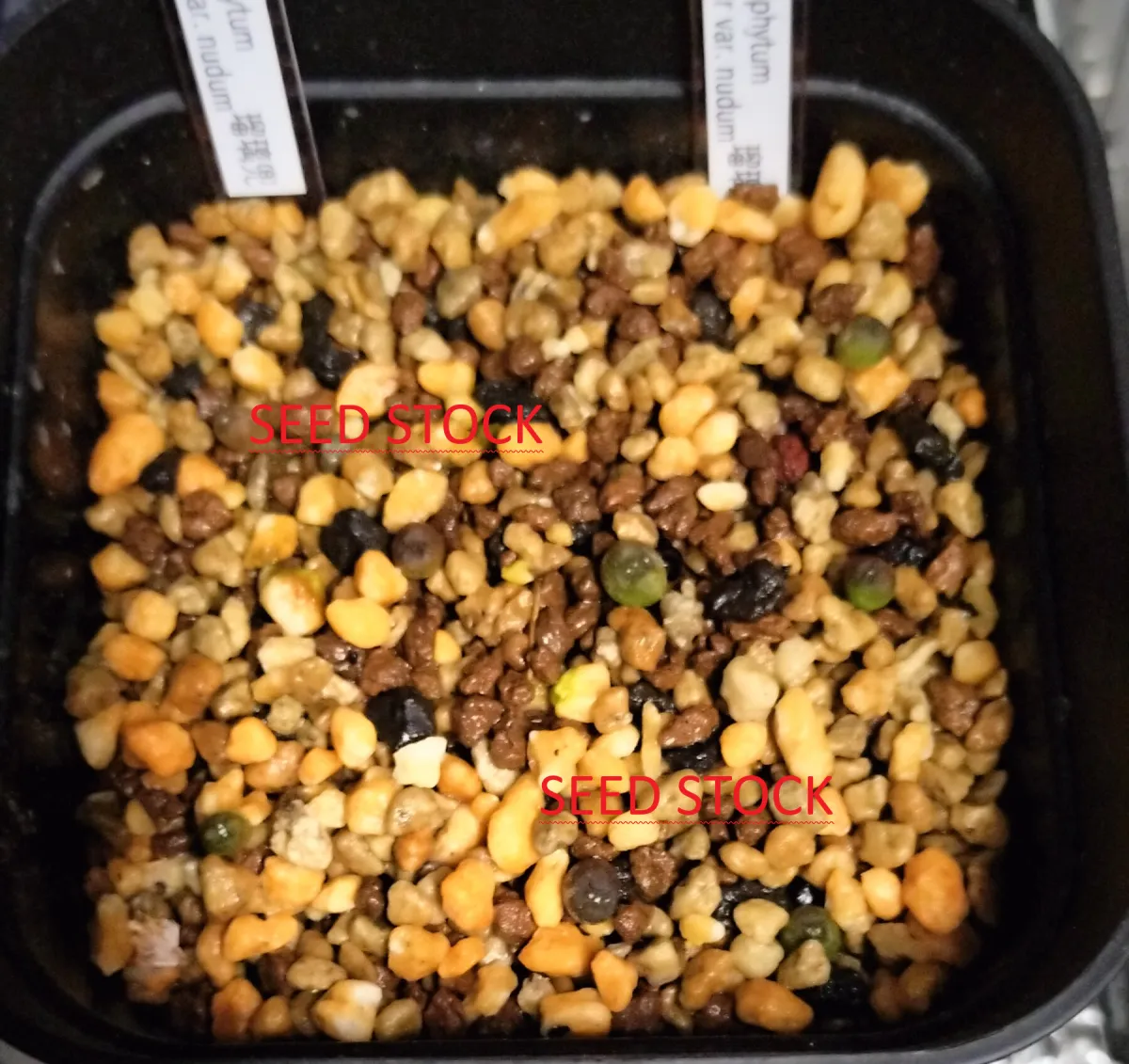 Astrophytum asterias var. nudum (アストロフィツム 瑠璃兜)