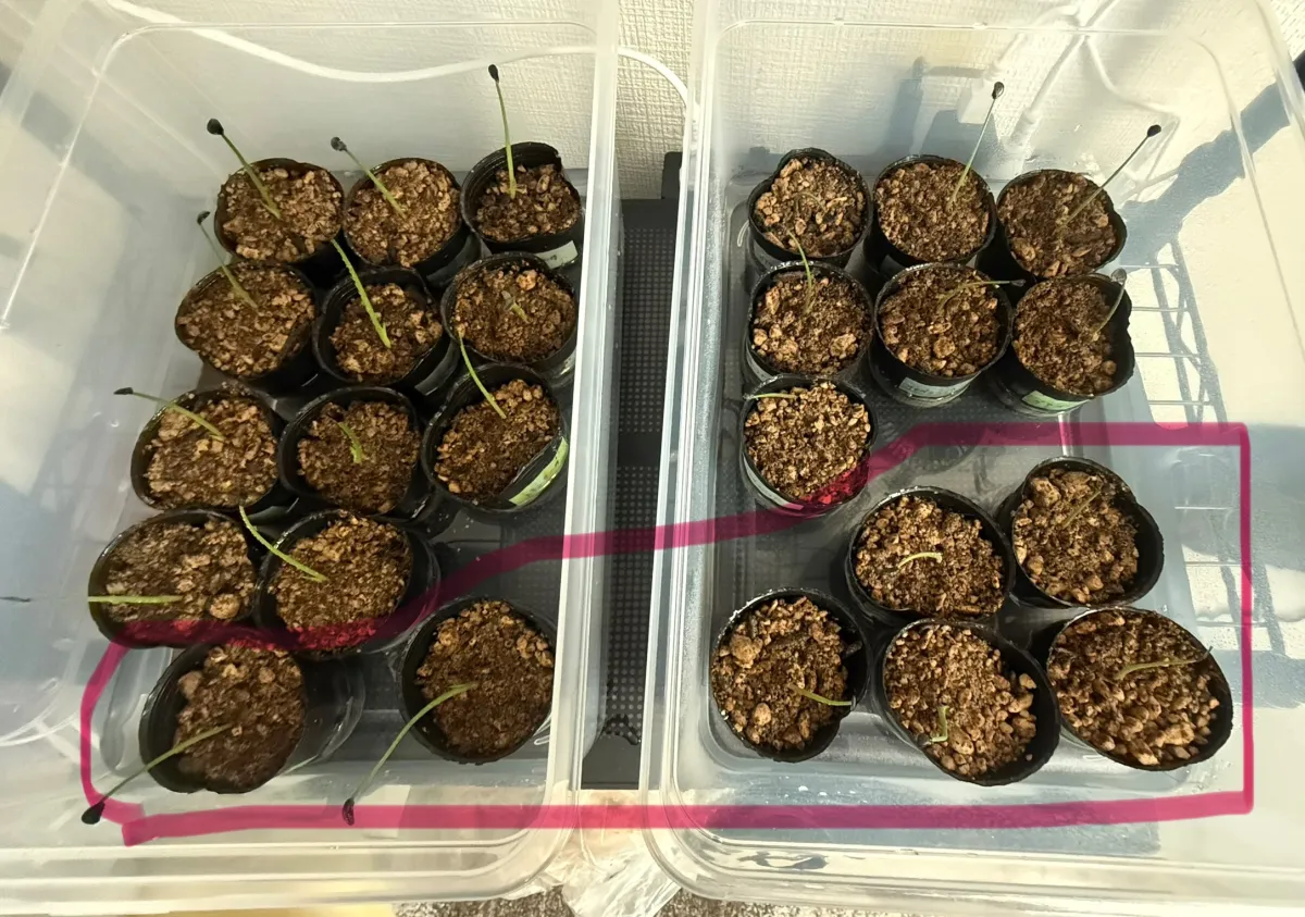 Agave potatorum var. verschaffeltii (アガベ ベルシャフェルティ)