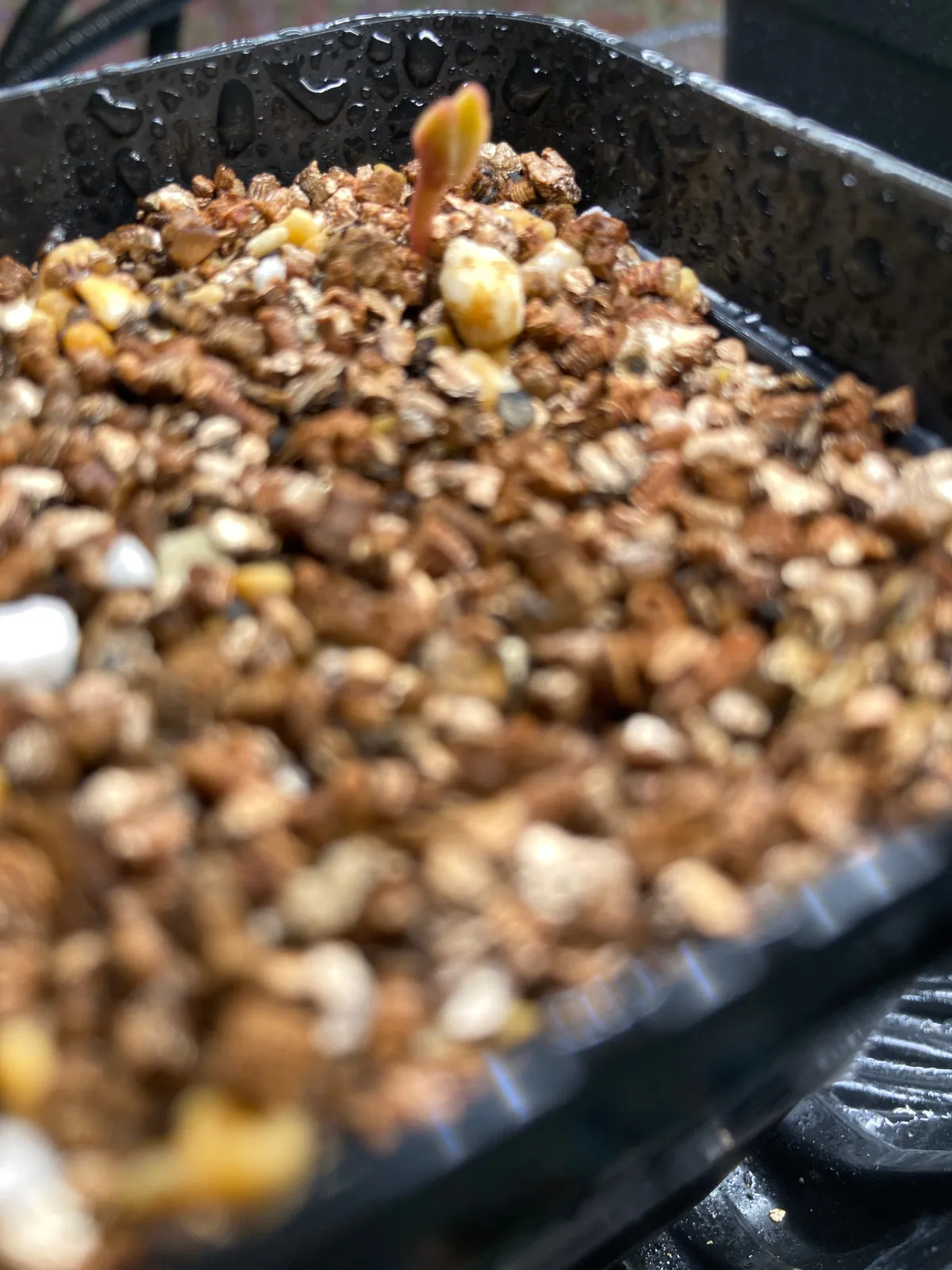 Opuntia engelmannii var. linguiformis (オプンティア リングイフォルミス)