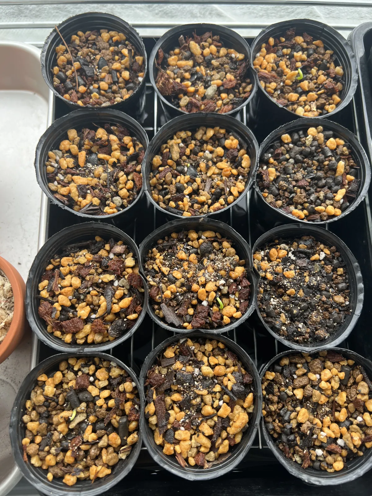 Agave inaequidens 'Ashy White' (アガベ インアクイデンス アッシーホワイト)