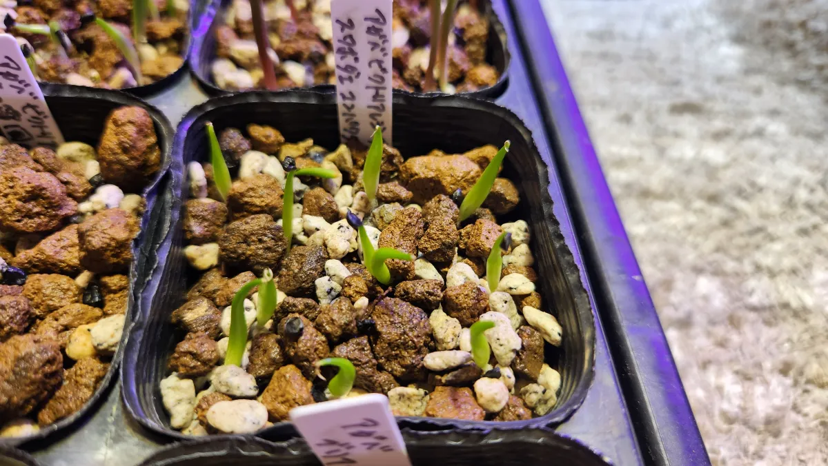 Agave victoriae-reginae ssp. swobodae swobodae (アガベ ビクトリアレジーナ スワボダエ)