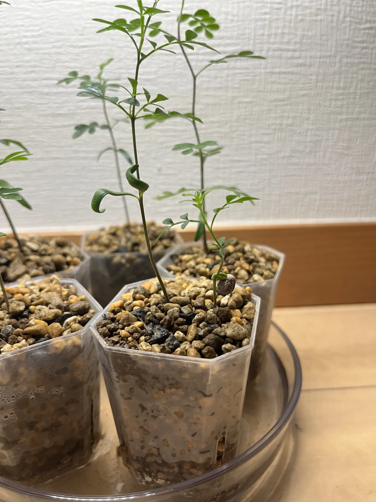 Operculicarya decaryi (オペルクリカリア デカリー)