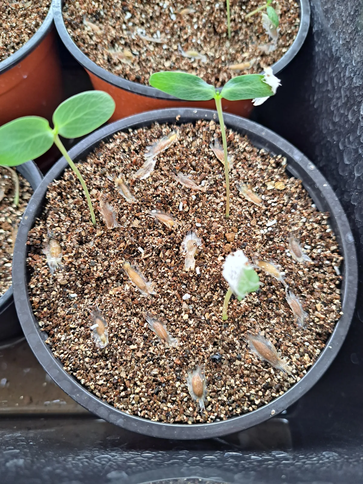 Fouquieria formosa (フォークイエリア フォルモサ)