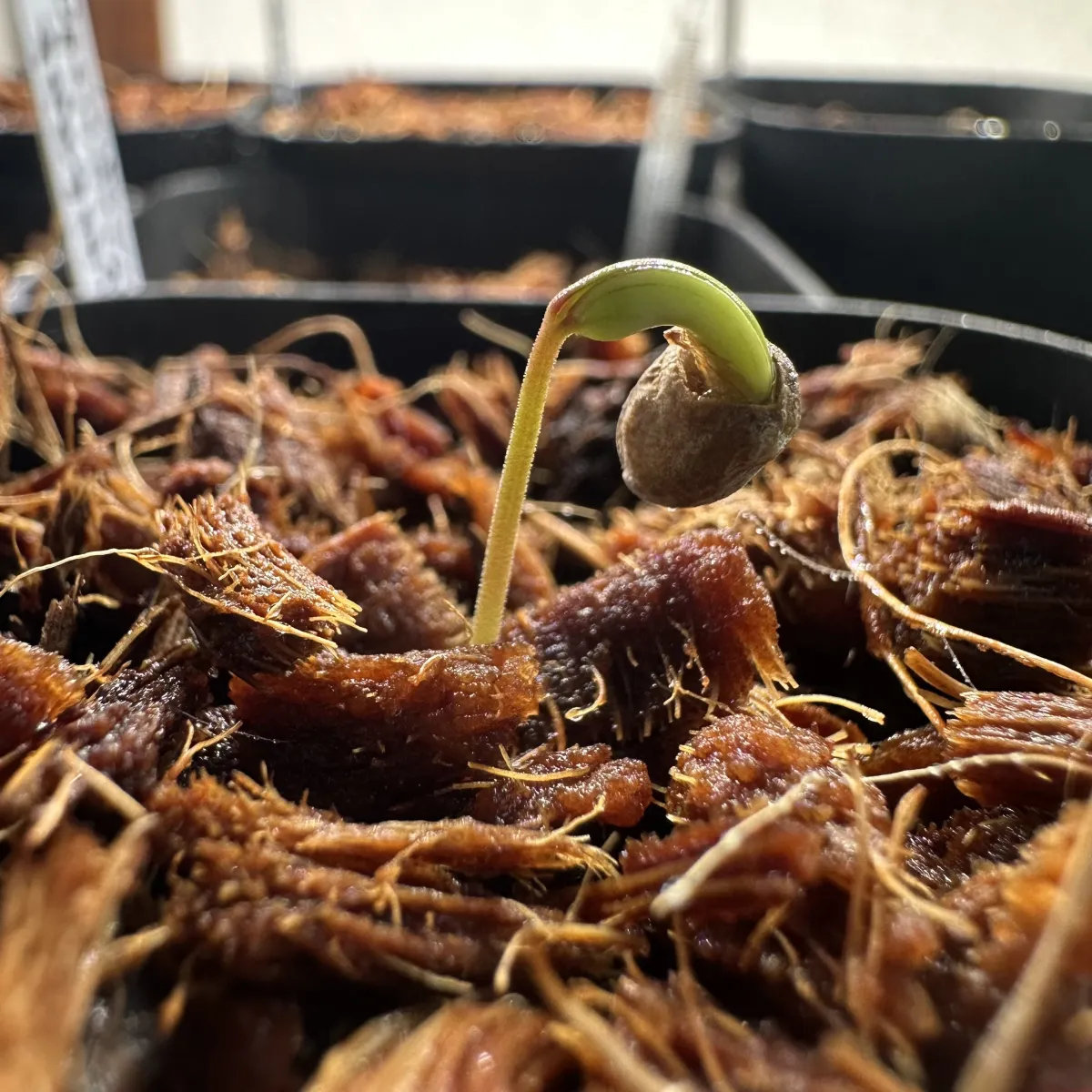 Operculicarya pachypus (オペルクリカリア パキプス)