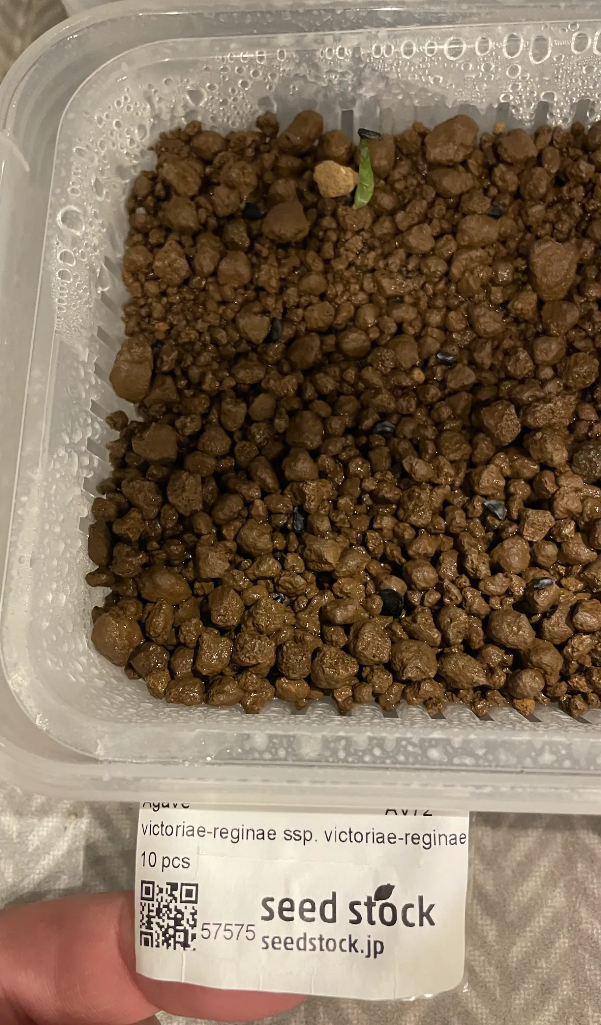 Agave victoriae-reginae (アガベ ビクトリアレジーナエ 笹の雪)