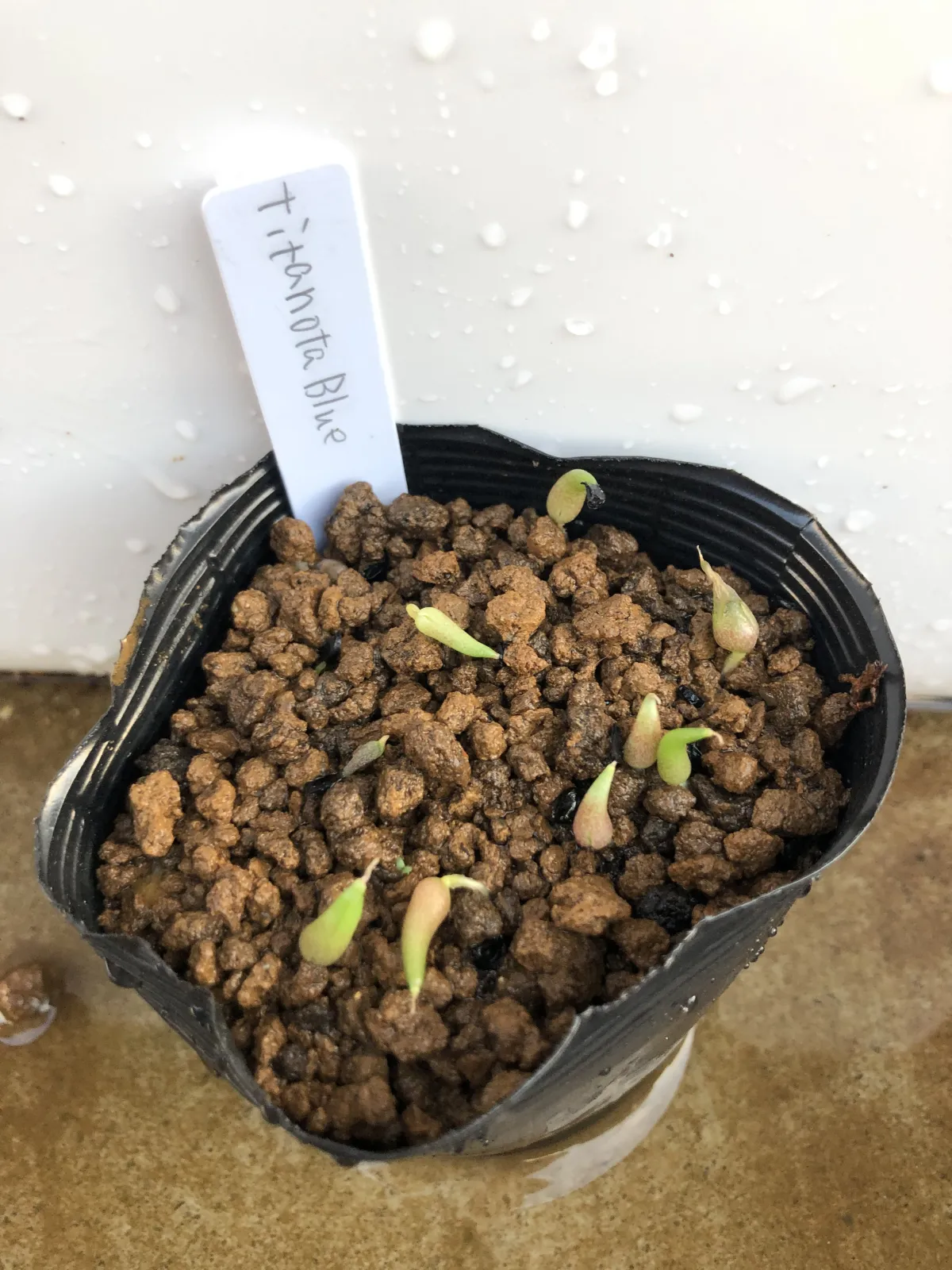 Agave titanota 'Blue' (アガベ チタノタブルー)