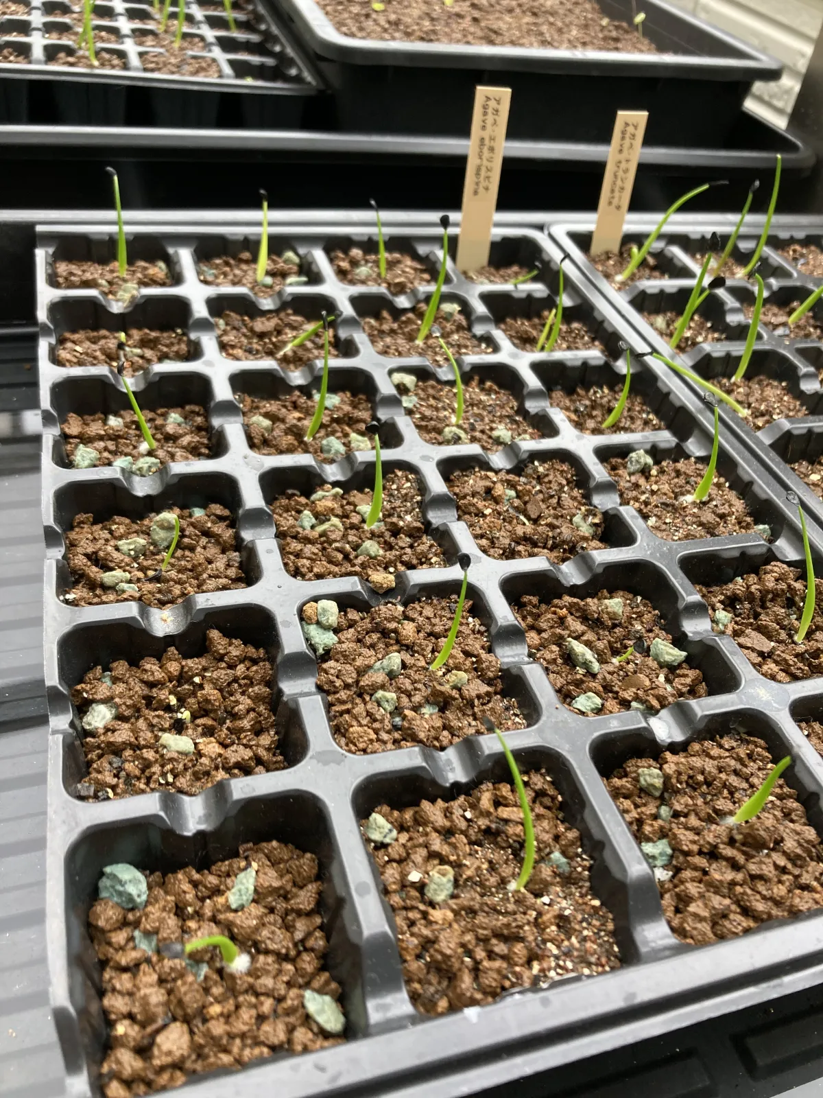 Agave utahensis var. eborispina (アガベ エボリスピナ)