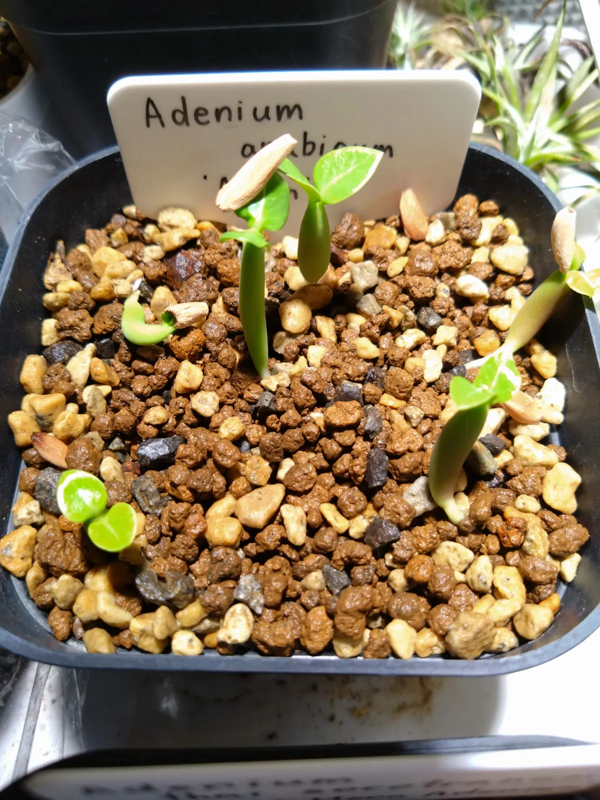 Adenium arabicum (アデニウム エイリアン)
