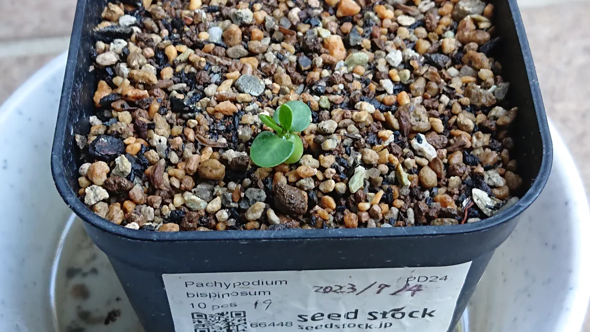 Pachypodium bispinosum (パキポディウム ビスピノーサム)