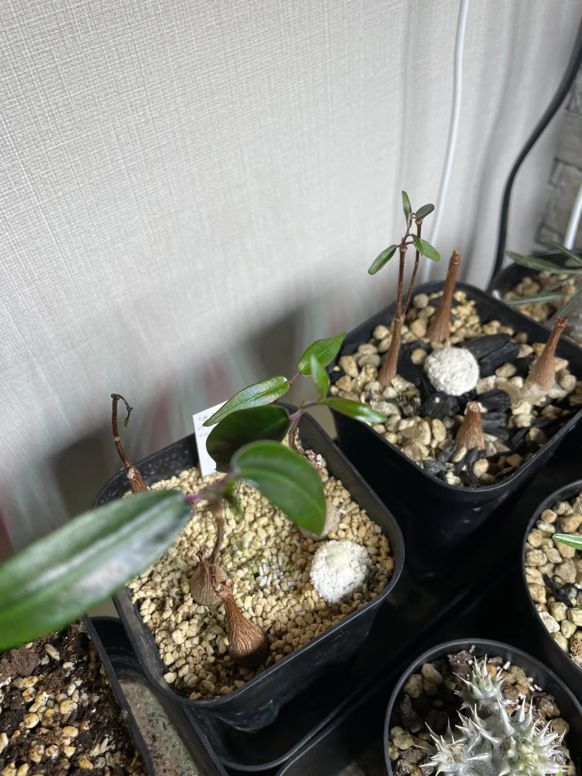 Petopentia natalensis (ペトペンチア ナタレンシス)