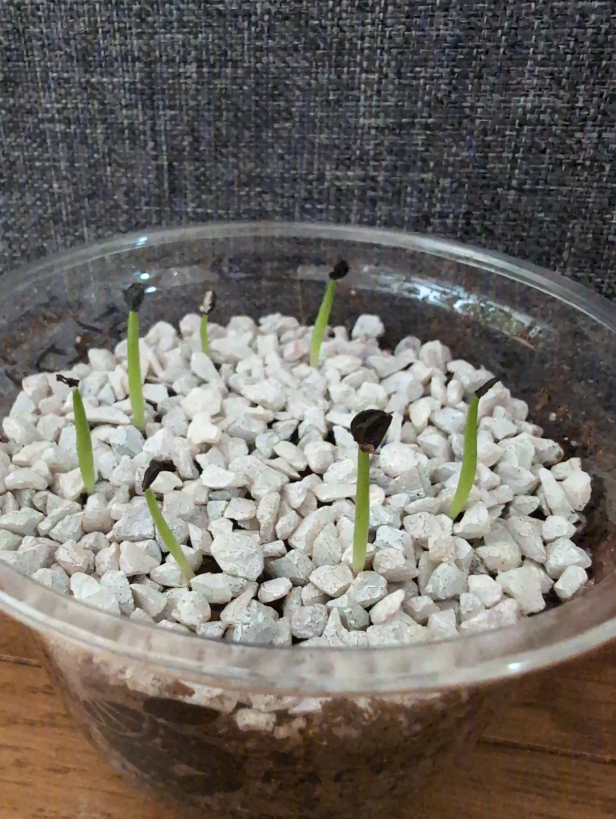 Agave titanota (アガベ チタノタ ドワーフ)