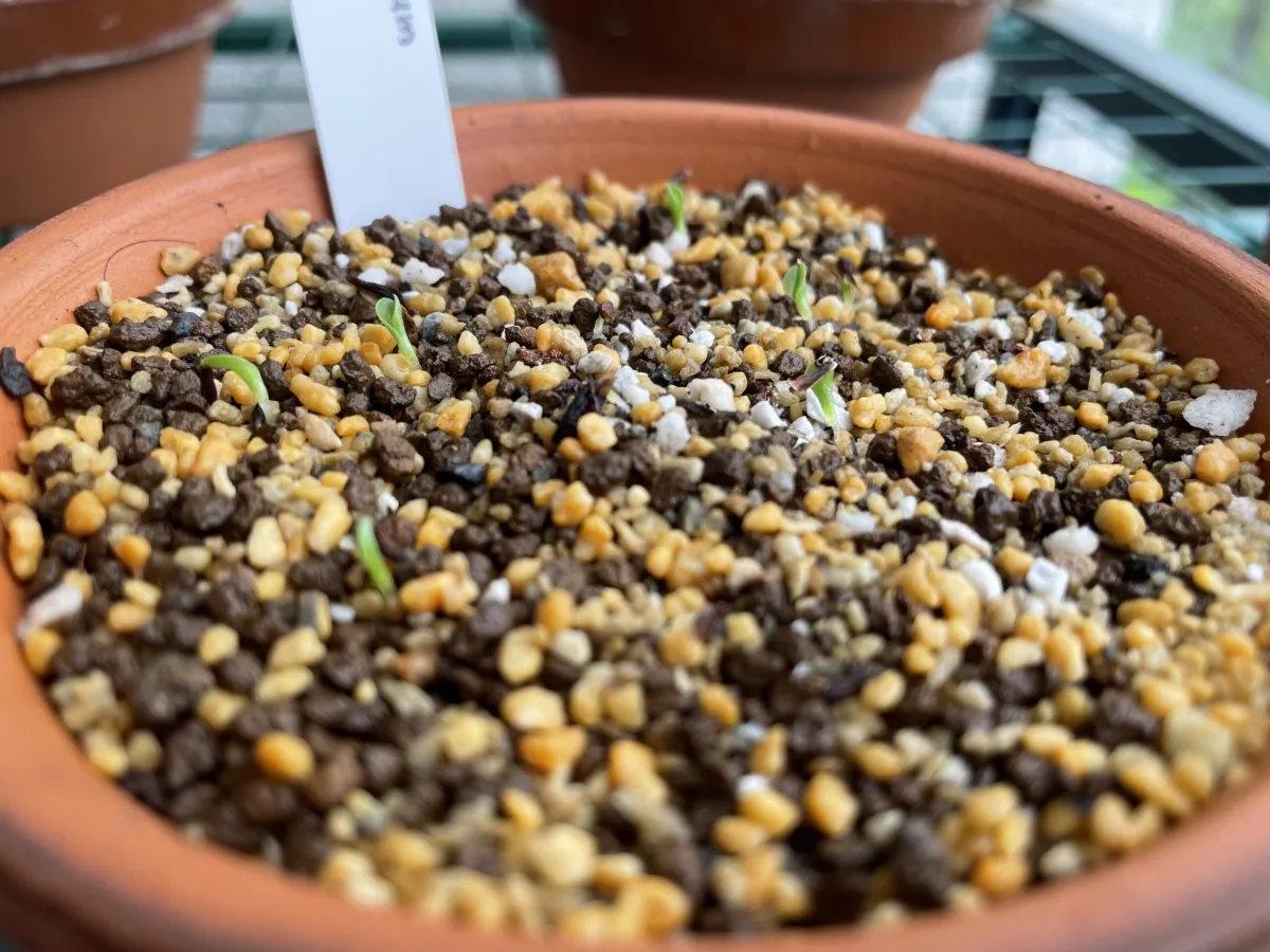 Hechtia nuusaviorum (ヘクチア ナサビオラム)