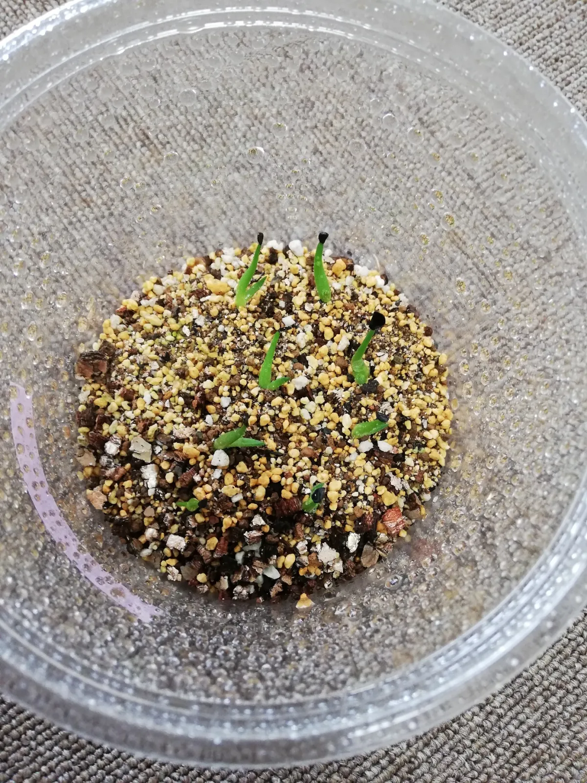 Agave horrida ssp. horrida (アガベ ホリダ)