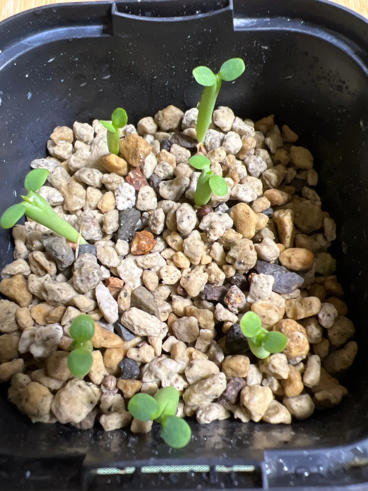 Euphorbia horrida var. norveldensis (ユーフォルビア ホリダ ノーベルデンシス)