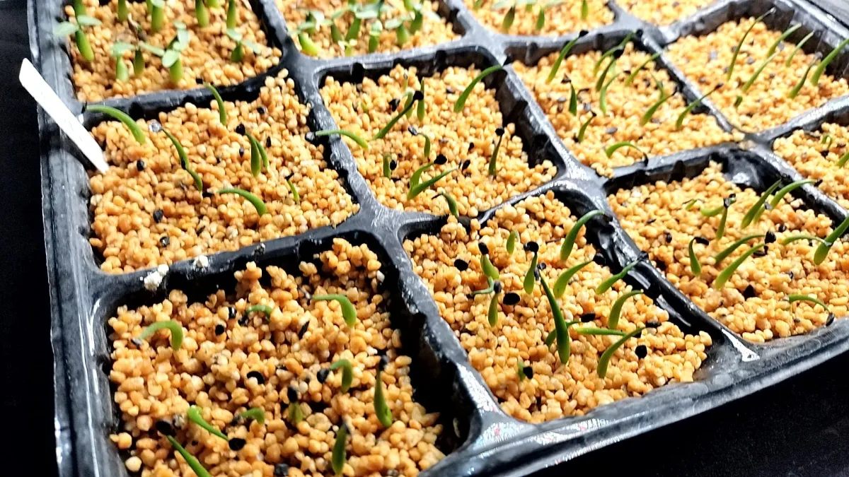 Agave utahensis var. eborispina (アガベ エボリスピナ)