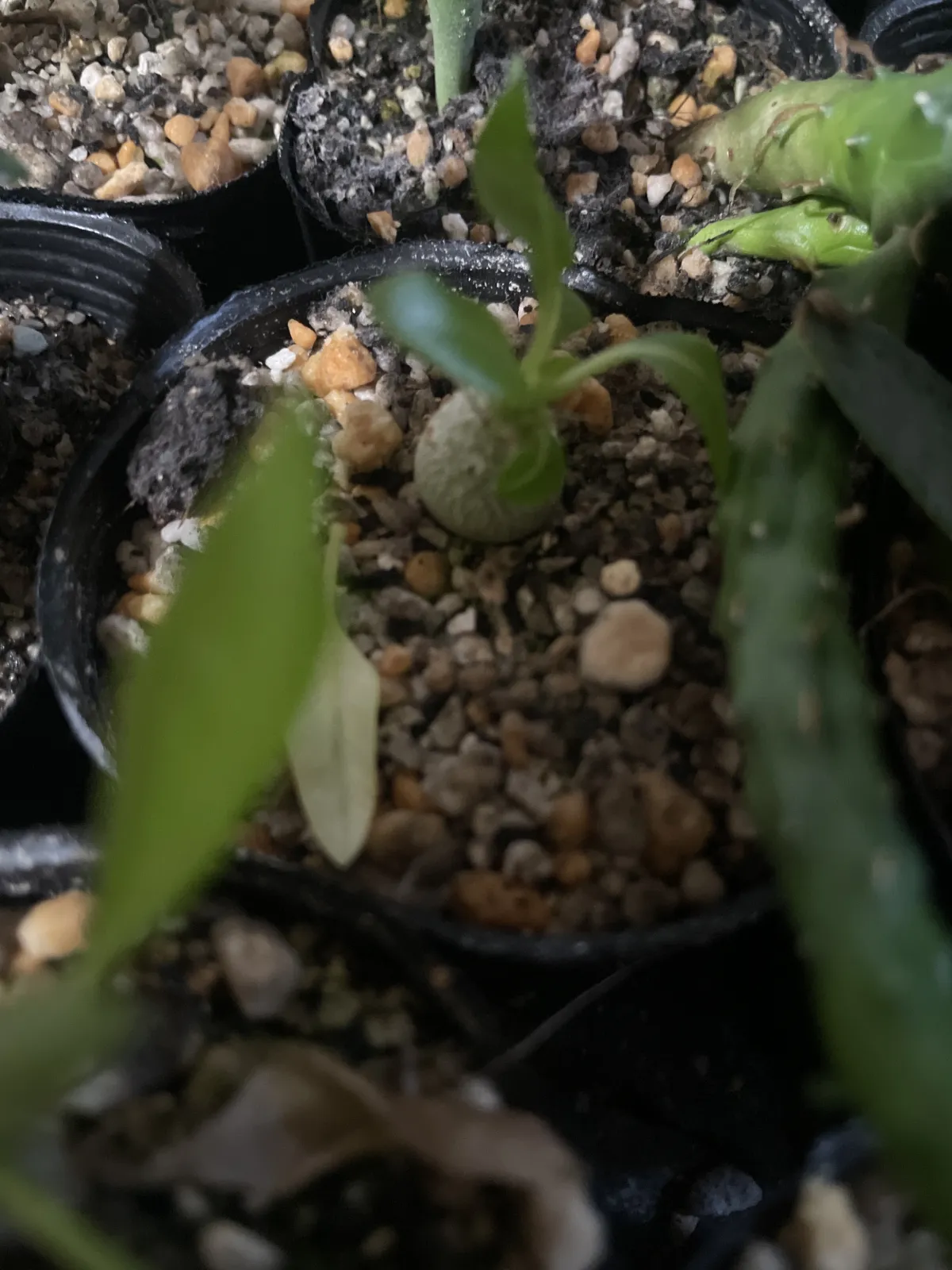 Pachypodium brevicaule subsp. leucoxanthum (パキポディウム レウコキサンツム)