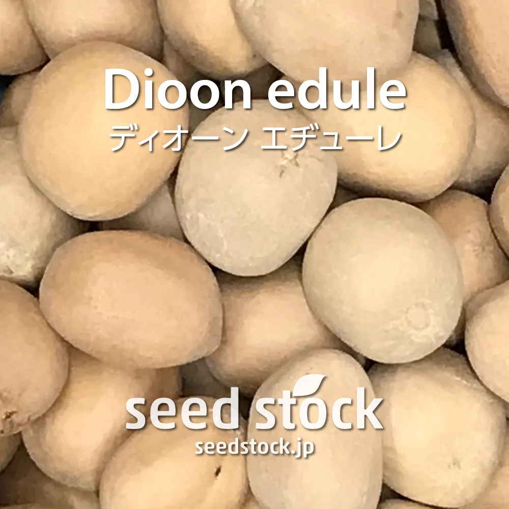 播種例: Dioon edule