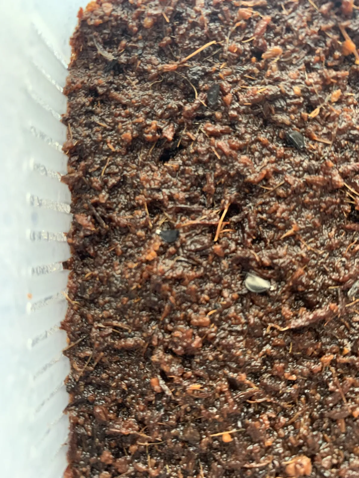 Agave geminiflora (アガベ ジェミニフローラ)