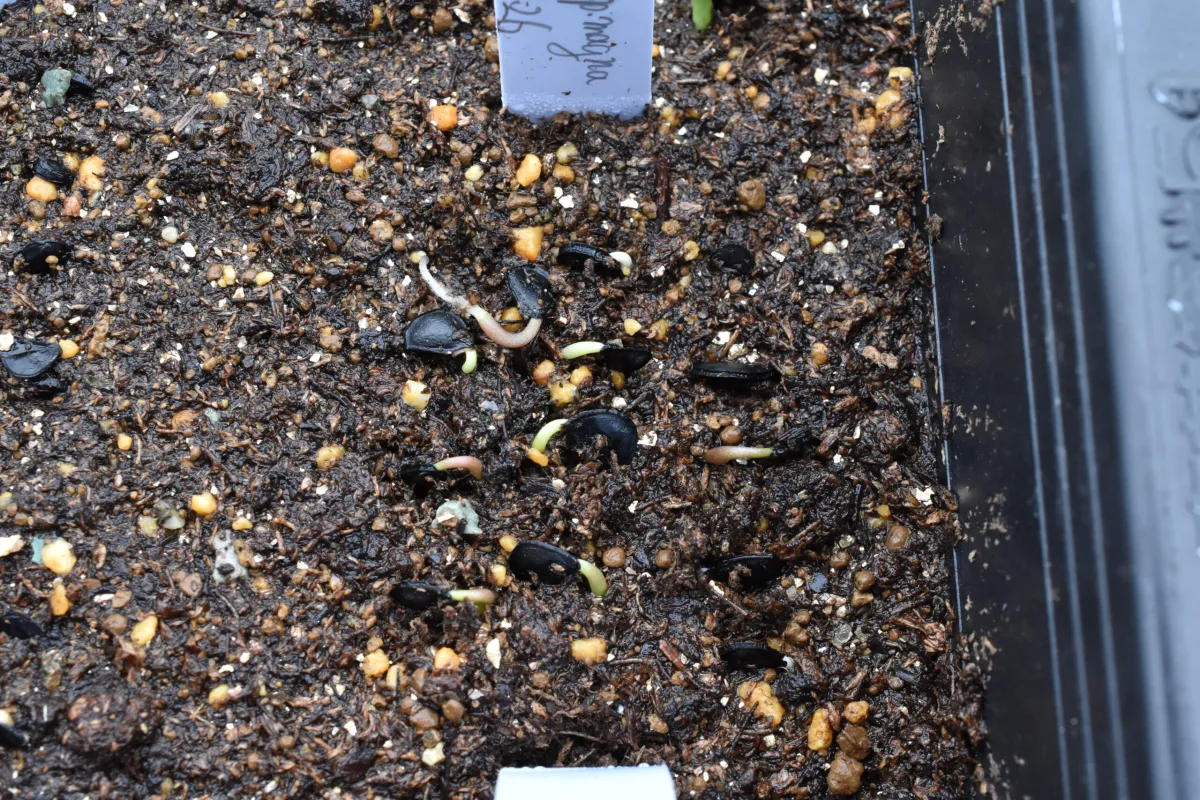 Agave shrevei ssp. magna (アガベ シュリベイマグナ)