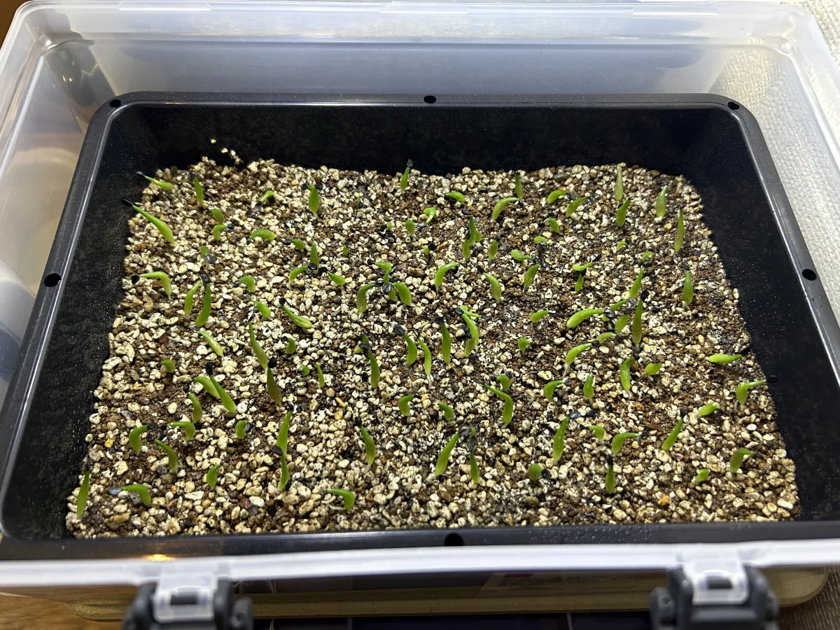 Agave oteroi (アガベ オテロイ)