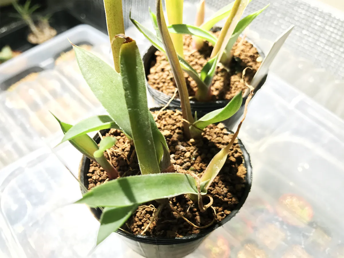 Agave cupreata (アガベ クプレアータ)