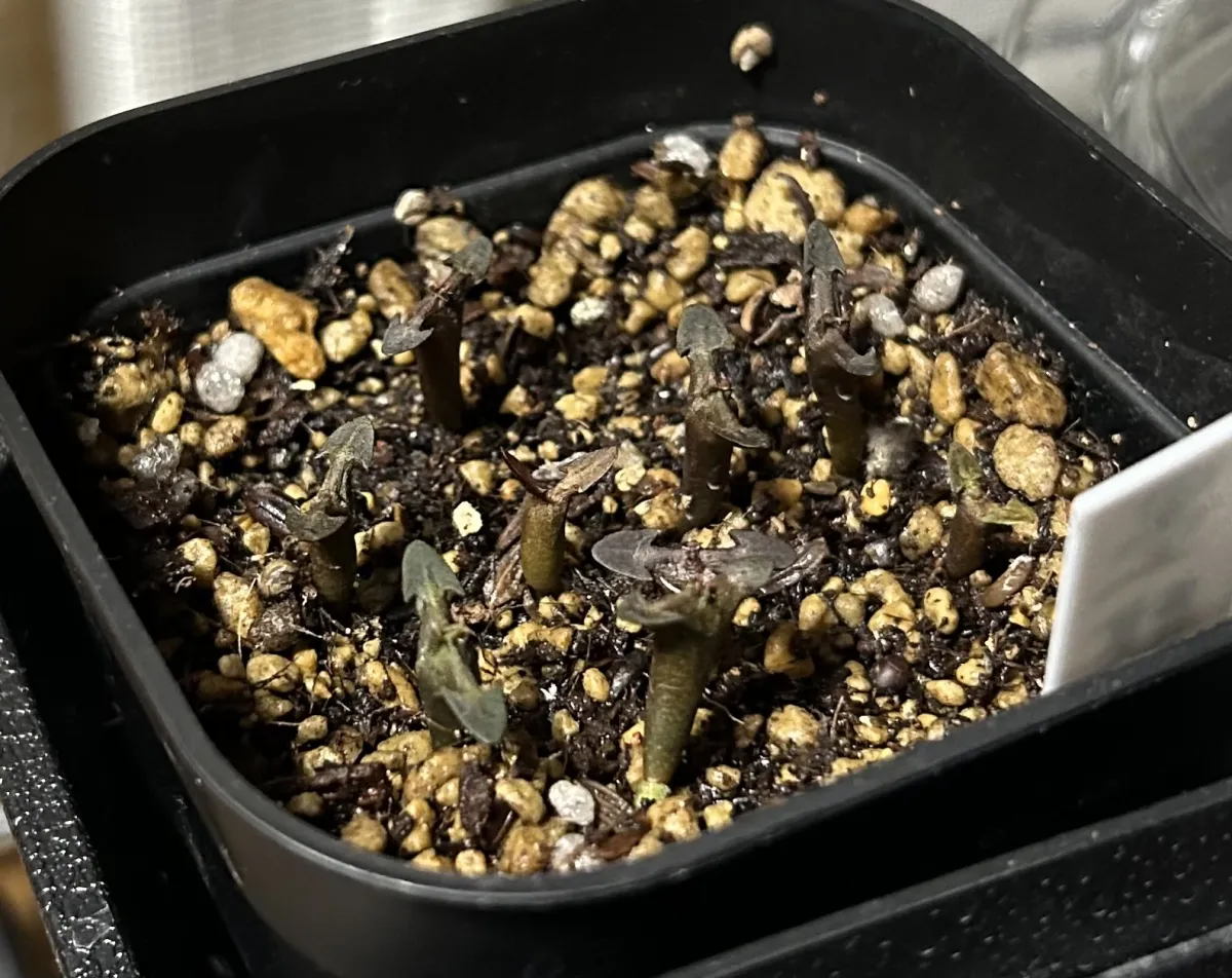 Euphorbia canariensis (ユーフォルビア カナリエンシス)