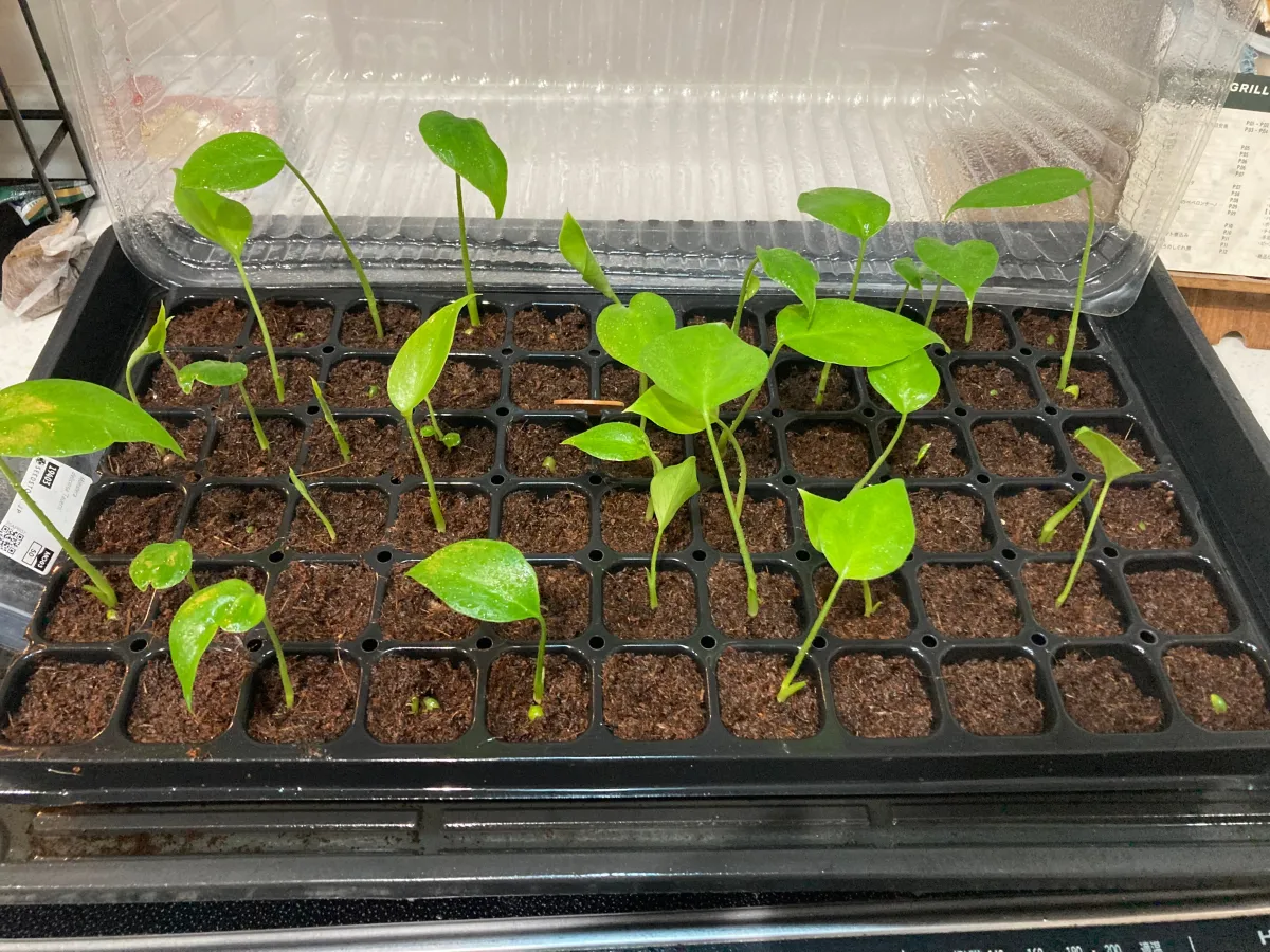 Monstera deliciosa Tauerii (モンステラ タウエリー)