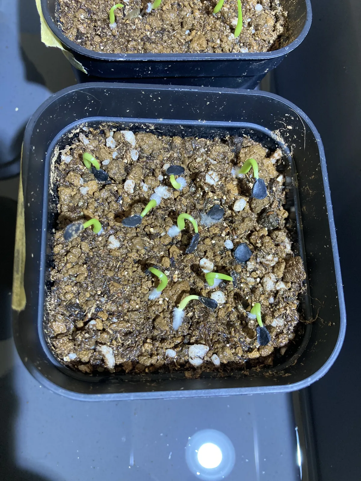 Agave americana var. franzosinii (アガベ フランゾシニー)