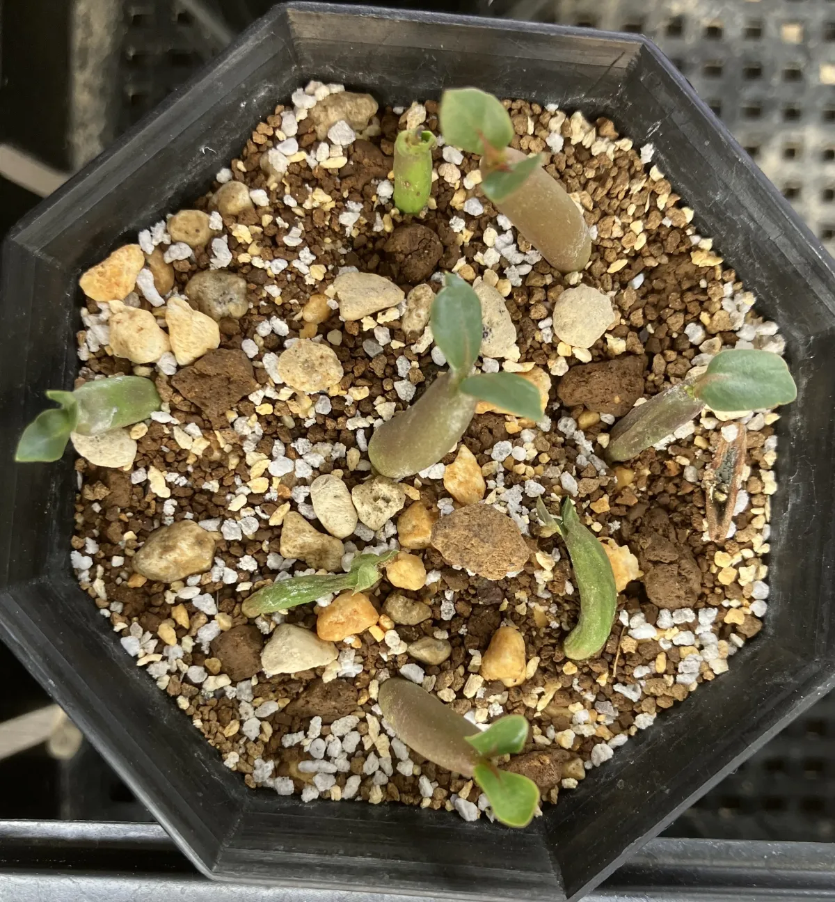 Adenium arabicum Black Stem (アデニウム アラビカム ブラックステム)