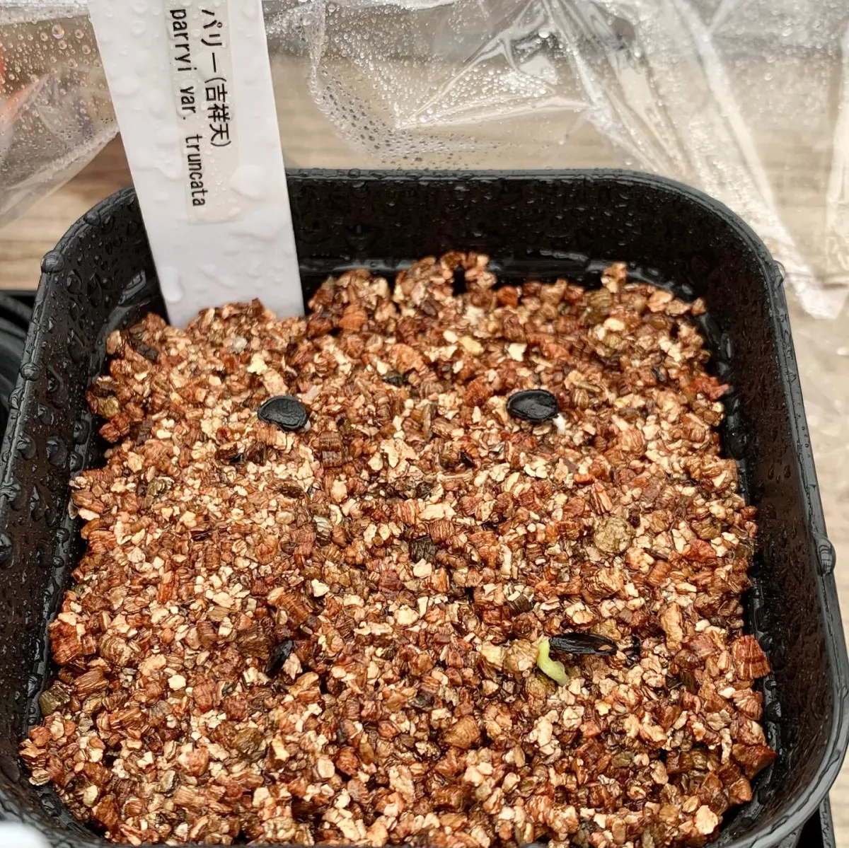 Agave parryi subsp. parryi (アガベ パリー)