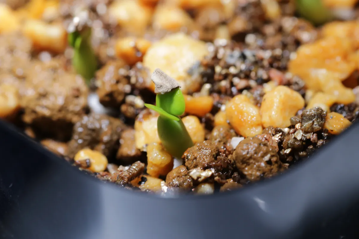 Pachypodium succulentum (パキポディウム サキュレンタム 天馬空)