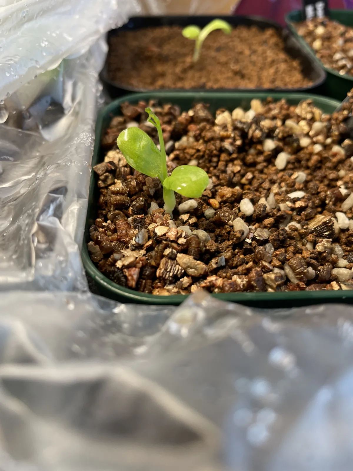 Adenia isaloensis (アデニア イサロエンシス)