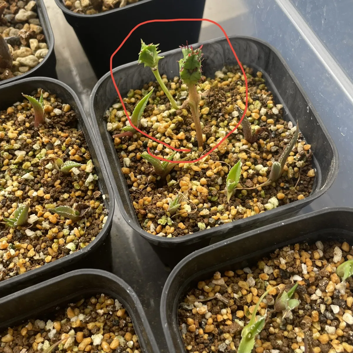 Agave horrida ssp. horrida (アガベ ホリダ)