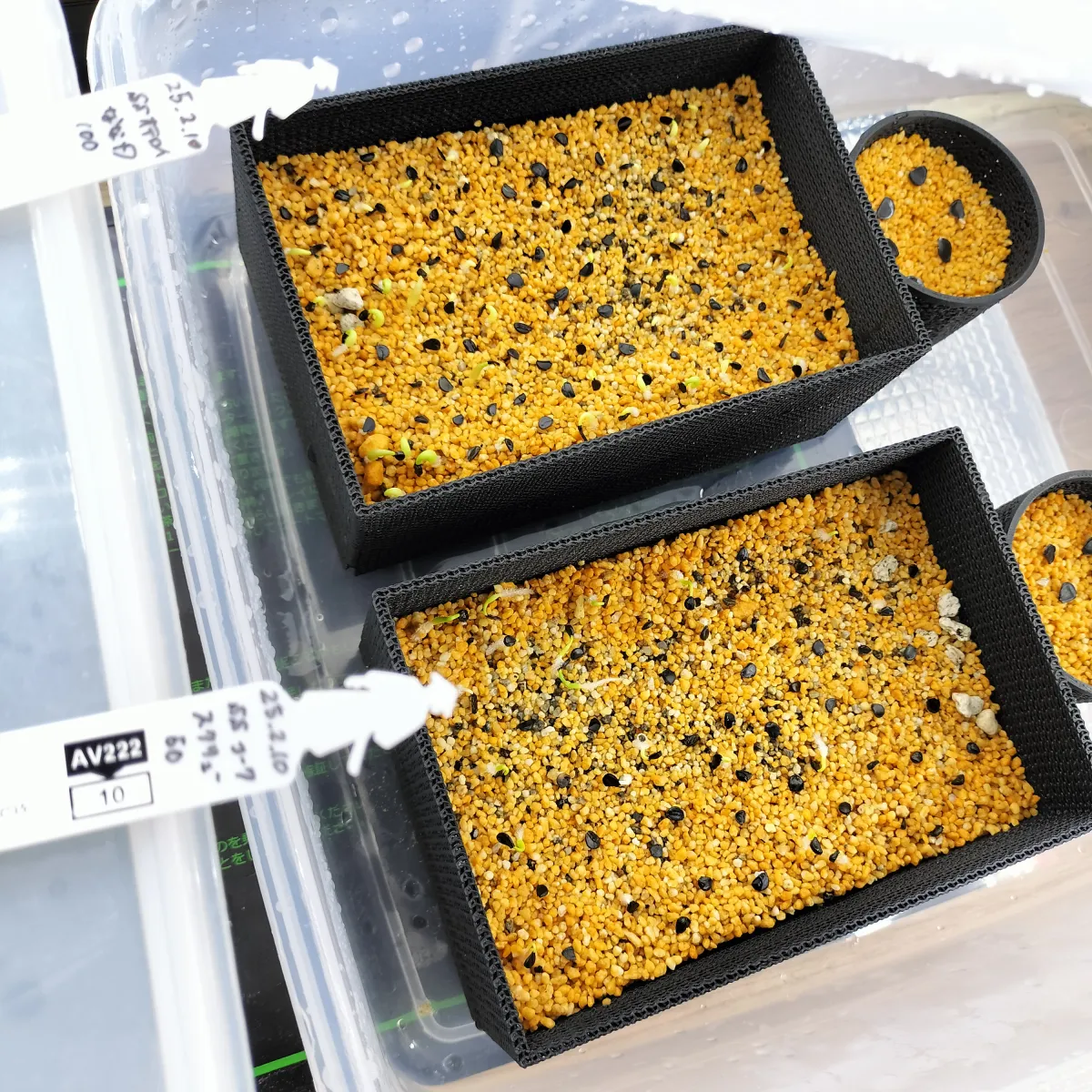 Agave utahensis var. eborispina 'Corkscrew' (アガベ ユタエンシスコークスクリュー)