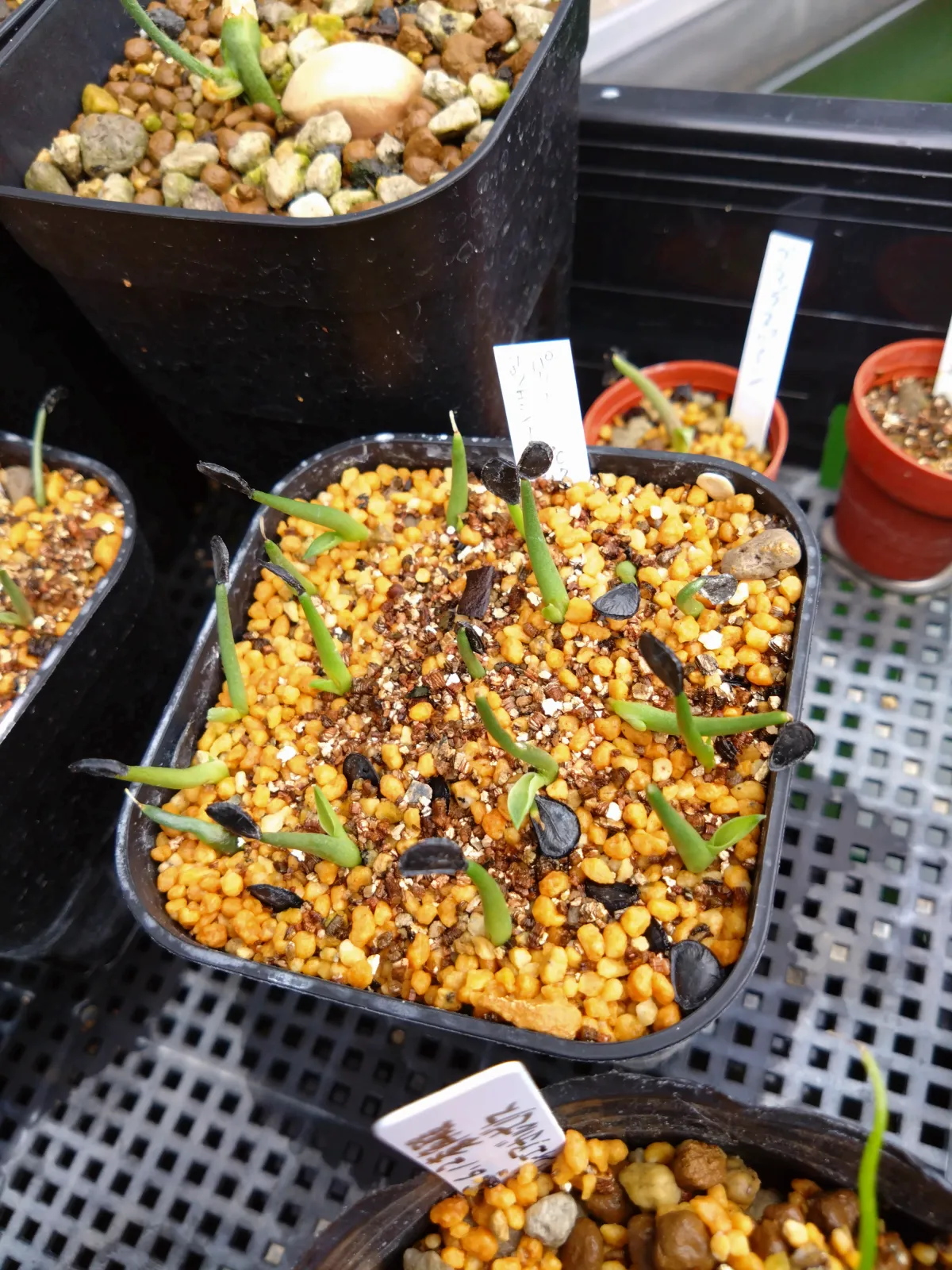 Agave parryi var. couesii (アガベ コウエシー)