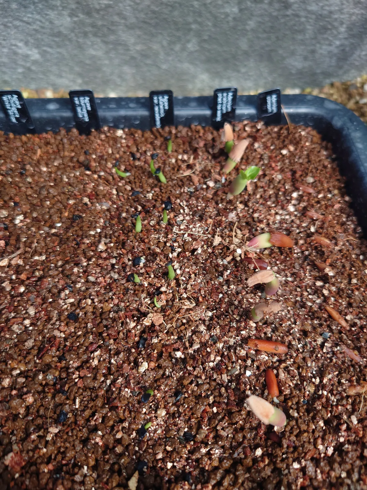 Adenium arabicum (アデニウム アラビカム)