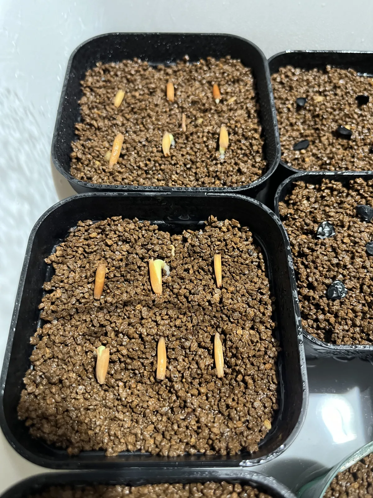 Adenium obesum (アデニウム オベスム)