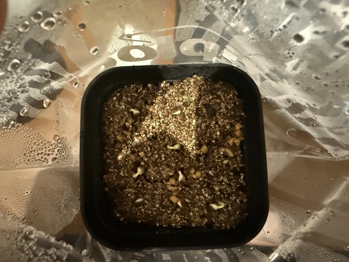 Euphorbia clava (ユーフォルビア クラバ)